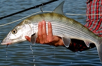 Abaco Bonefish