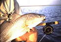 Homosassa Redfish