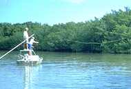 Casting in the mangroves