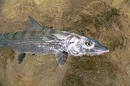 Bair's Lodge Bahamas Bonefish