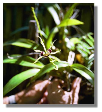 Beautiful orchid at Belize River Lodge