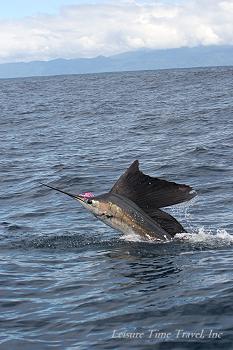 Sailfish