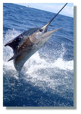 jumping marlin