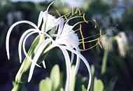 Deep Water Cay Club-Flower