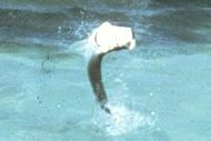 Jumping tarpon