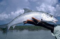 Grand Bahama bonefish in hand