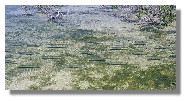 bonefish school