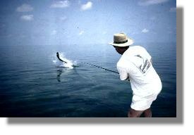 jumping tarpon