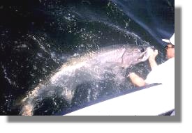 tarpon release