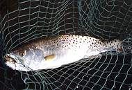 Sea Trout