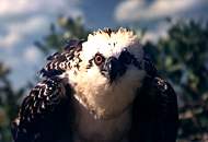 Osprey