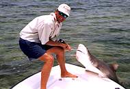 Big Black Tip Shark