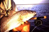 Redfish