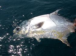 Nice Permit