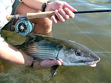 Nice bonefish