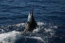 Sailfish Bay Lodge fishing