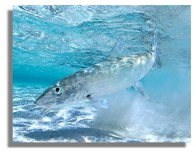 Nice Bonefish
