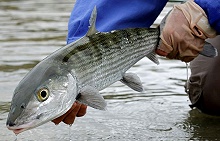  A Nice Abaco Bonefish from Abaco Lodge