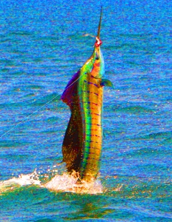 Sailfish Bay Guatemala has a tremendous sail fishery